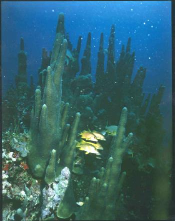 A school of fish hides in a coral fortress