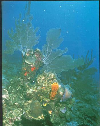 Sea fans and corals