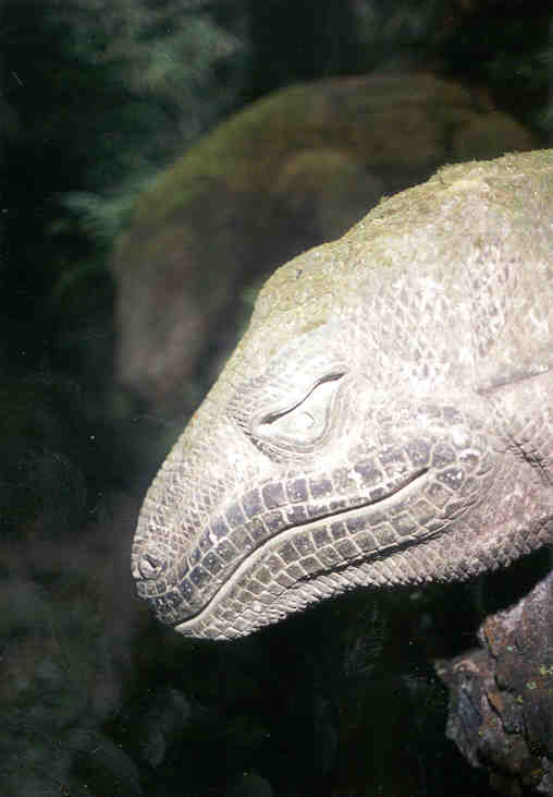 Komodo dragons overlook a small river on Bali