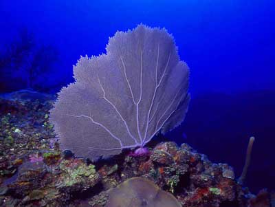 Sea Fan