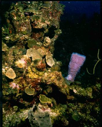 Iridescent blue sponge with coral background