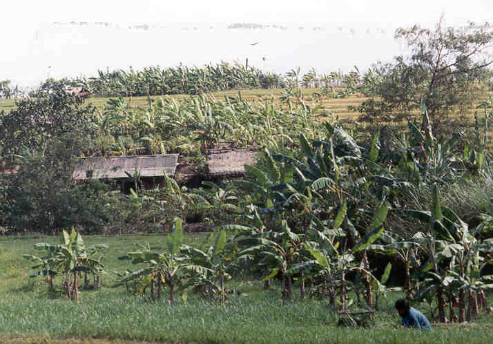 Cultivated rice and wild banana trees, near Tanah Lot